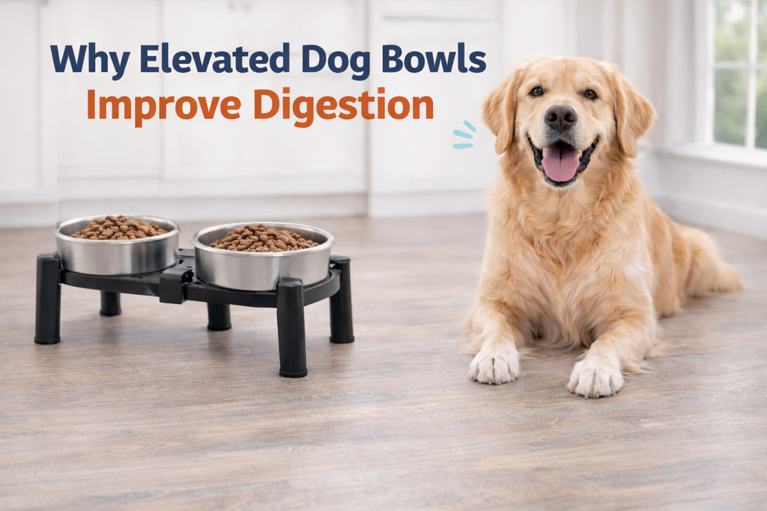 Why Elevated Dog Bowls Improve Digestion